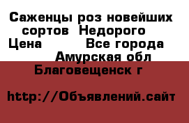 Саженцы роз новейших сортов. Недорого. › Цена ­ 350 - Все города  »    . Амурская обл.,Благовещенск г.